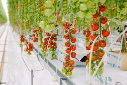 Tomatoes growing in a commercial greenhouse