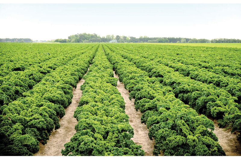 A kale field thrives at Baker Farms, Norman Park, Ga.