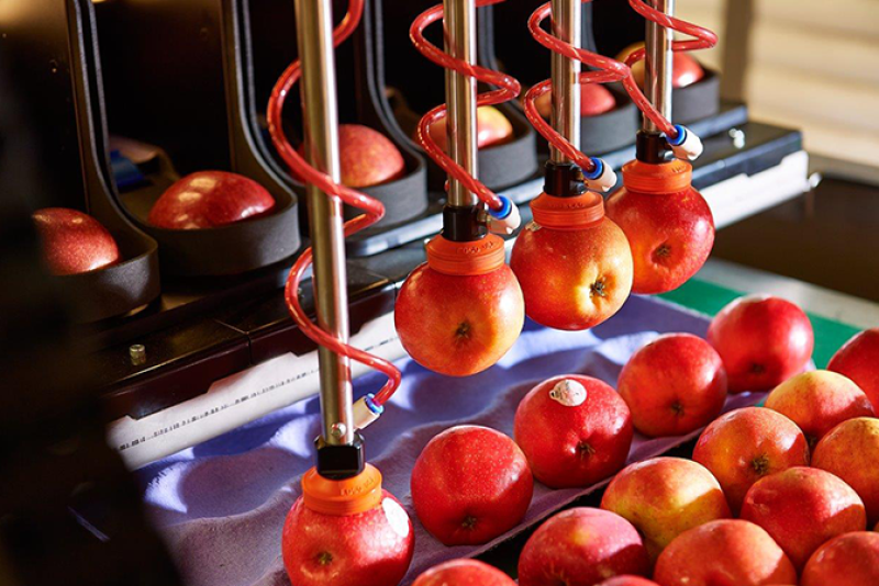 Robotics Plus’ robotic Aporo apple packer won the New Zealand Trade & Enterprise Most Innovative Hi-Tech Agritech Solution