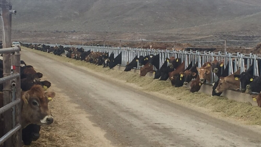 Idaho Dairy