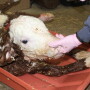 newborn hereford calf suckle reflex