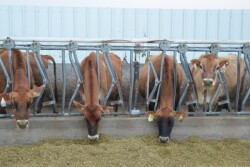 DT_Jersey_Cows_Feed