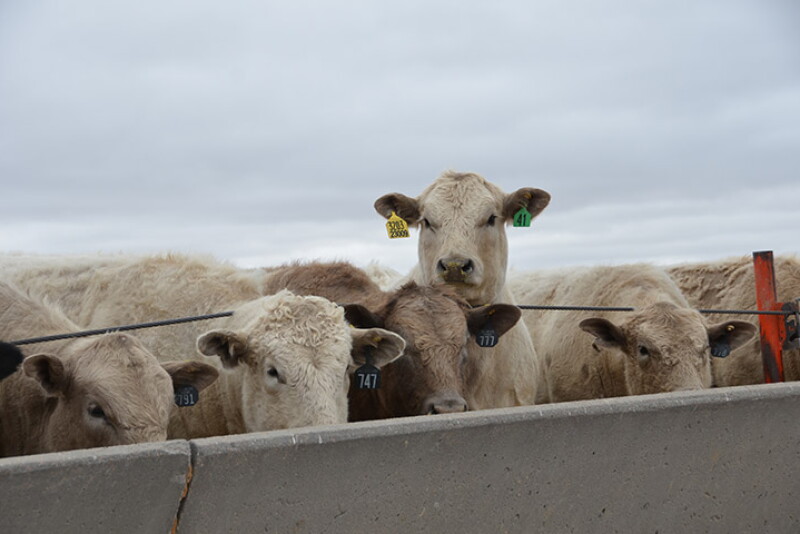 Charolais Feedlot Steers