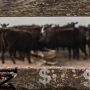 Genetic Merit Cattle 