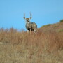 Mule Deer - by Troy Walz
