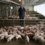 Employee checking pigs in barn