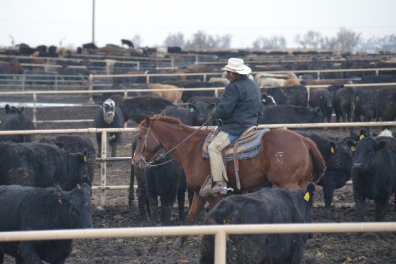 BT_Feedlot_Cowboy_Winter