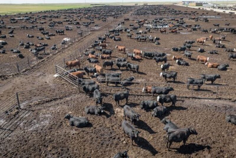Feedlot