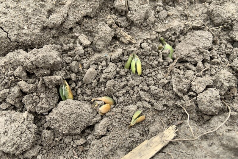 According to USDA Meteorologist Brad Rippey, the May freeze was one for the record books, but slow emergence in corn could help save some of the crop from major damage. 