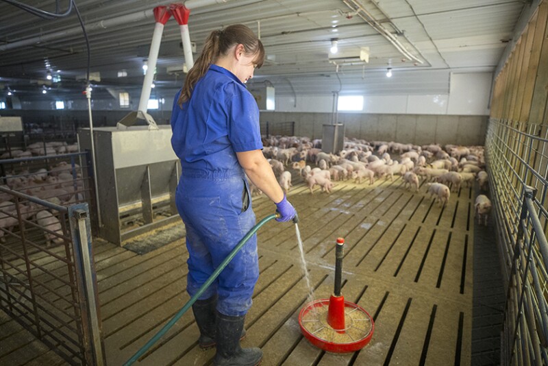 Feeding pigs
