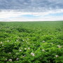 washington potato field