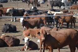 Feedlot TAMU