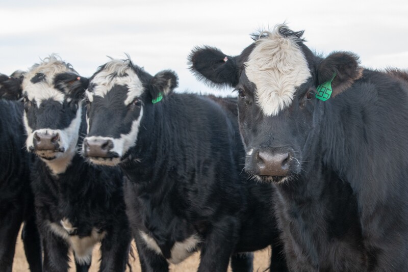 Cows