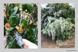 Frozen Citrus in Texas