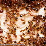Colony of red fire ants