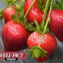 Well-Pict Berries