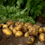 Potatoes in field