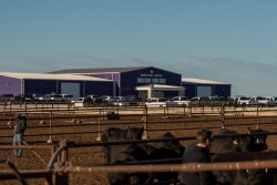 Gardiner Angus Ranch 16th Fall Production Sale