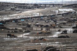 Feedlot in winter