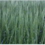 Winter Wheat