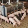Wean Pigs in Nursery