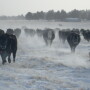 Blizzard