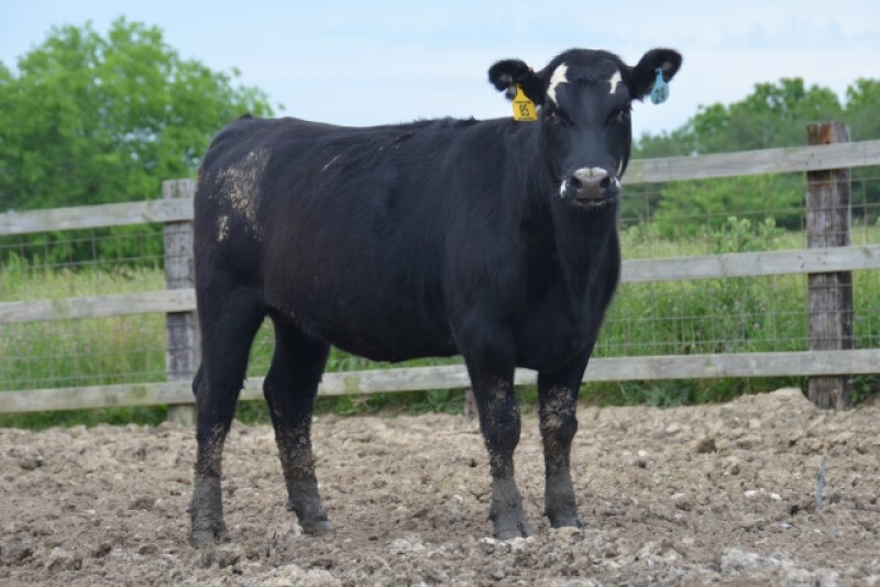 BT_Replacement_Heifer