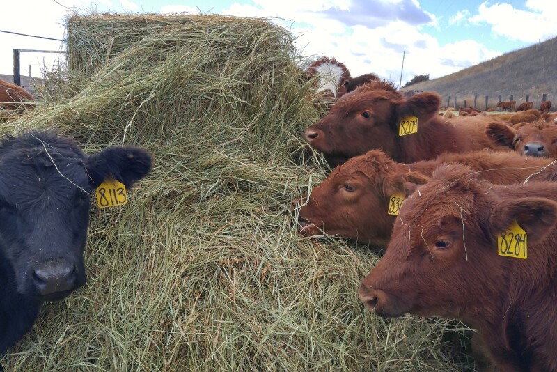 Right after weaning is a good time to analyze the business and see what it cost to produce a pound of weaned calf. 