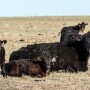 cows