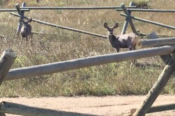 Humic acid, found in highly organic soils, degrades the CWD prion proteins and makes them less infective.