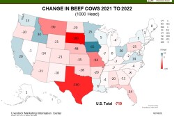 Beef Cow Inventory