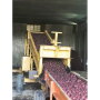 Nokota Packers Inc. started harvesting red potatoes the week of Sept. 14, says Mike Rerick, vice president of sales. “Everything is going smooth at this point,” he said the third week of September. He expects the harvest to continue into mid-October