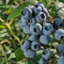 Chilean Blueberry Committee