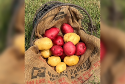 A mix of whole gold and red potatoes on a bag leading into a basket resting on its side in grass.