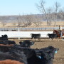 BT_Pen_Rider_Feedlot