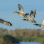 Wild Birds by USDA