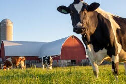 cow grazing