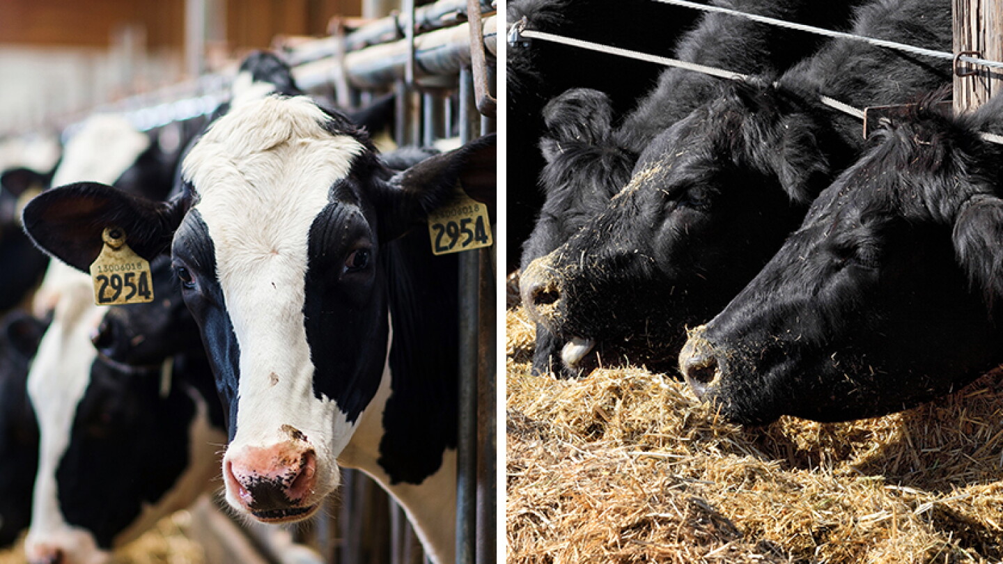 Healthy Cow Ranch What Shapes Probiotic Performance in Cattle? - Drovers