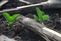 Newly emerged soybeans by Darrell Smith