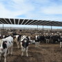 BT_Holsteins_Cattle_Feedlot