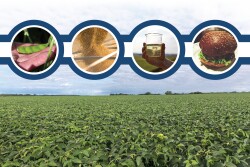 New soybean markets