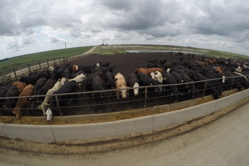 Feedlot catt;e