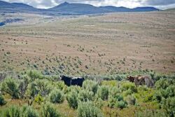 Maggie_Creek_Ranch_Nevada