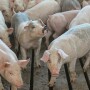 Pigs