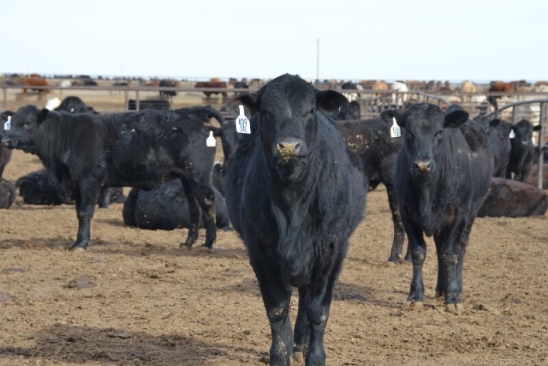 BT_Feedlot_Cattle_Texas1.JPG
