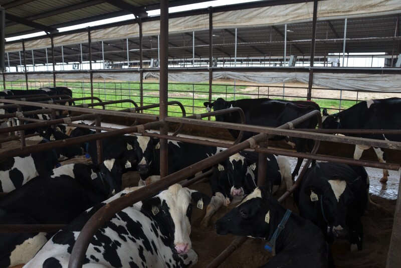 Dairy Herd