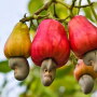 Cashew nut growing.