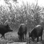Wild Pigs