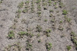 winter killed alfalfa
