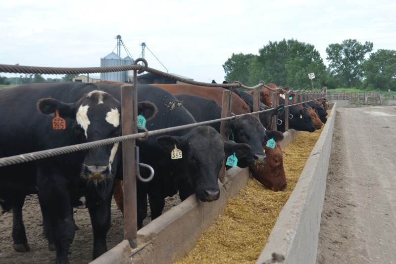 Cattle at feedbunk